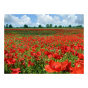 Poppy Fields posters