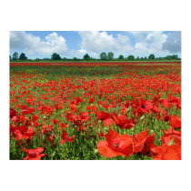 Poppy Fields posters by catchthenextwave Poppy Fields posters