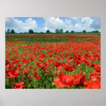 Poppy Fields Poster