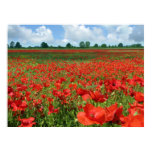 Poppy Fields posters