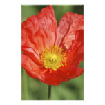 Poppy flower and meaning personalized stationery