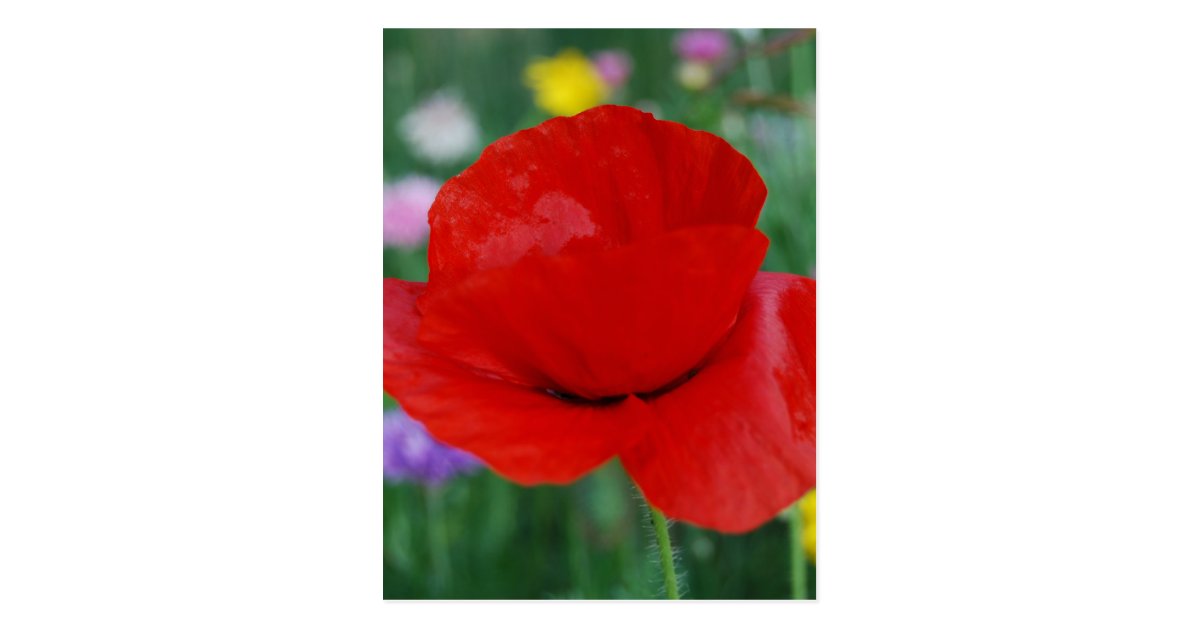 Poppy flower and meaning postcard Zazzle