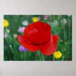 Poppy flower and meaning posters