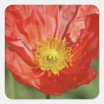 Poppy flower and meaning square sticker