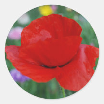 Poppy flower and meaning sticker