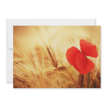 Poppy flower in the Getreidefeld