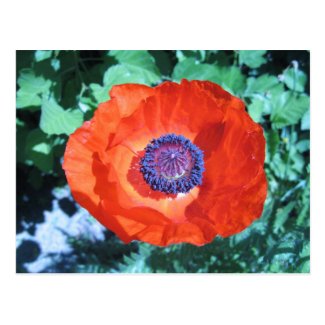 Poppy Flower Postcard