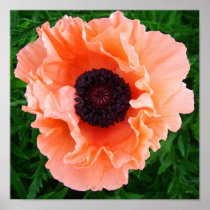 Poppy Flower Poster Print