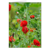 Poppy flowers greeting cards