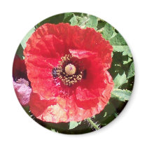Poppy flowers pedals macro photography art prints magnets