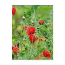 Poppy flowers postcard