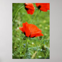 Poppy Framed Print