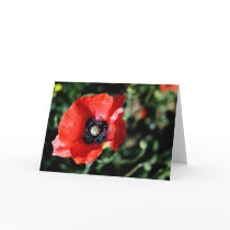 Poppy Greeting Card cards