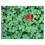 Poppy head amongst clover flyers