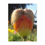 Poppy Heart Postcards