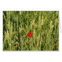 poppy in cornfield cards by heysje poppy in cornfield cards