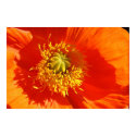 Poppy in Evening Sun posters by peterspooner Poppy in Evening Sun posters