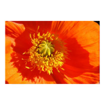Poppy in Evening Sun posters by peterspooner Poppy in Evening Sun posters