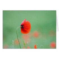 Poppy in Nidd cards by photocatseyes Poppy in Nidd cards