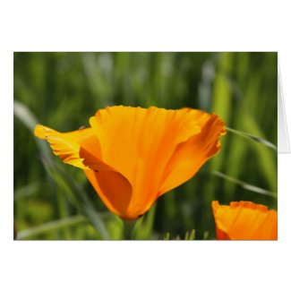 Poppy in Orange card