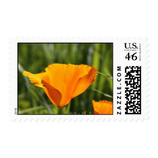 Poppy in Orange stamp