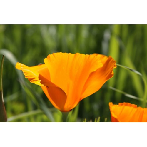 Poppy in Orange print
