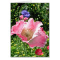 Poppy in Wildflower Field cards by jereeb Poppy in Wildflower Field cards