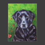 Poppy - Labrador Retriever Dog Art Postcards