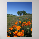 "Poppy Lane" posters