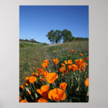 "Poppy Lane" Print