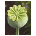 Poppy Love Letterhead Design