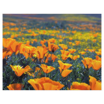Poppy macro flyer design
