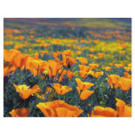 Poppy macro flyers
