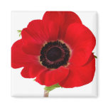Poppy magnet