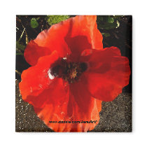 Poppy magnets by JenuArt Poppy magnets
