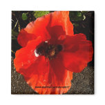 Poppy magnets