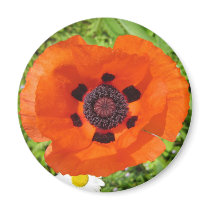 Poppy magnets by motherofstone Poppy magnets