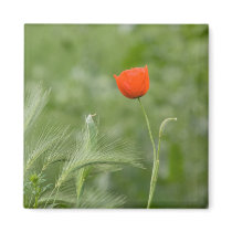 Poppy magnets