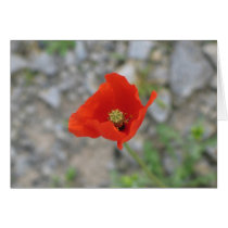 Poppy, Newgrange, Northern Ireland cards