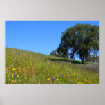 "Poppy Oak", Poster