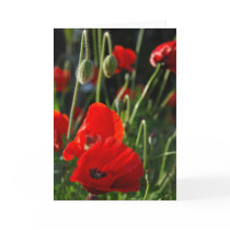 Poppy Passion Card