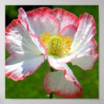 Poppy Photo Print