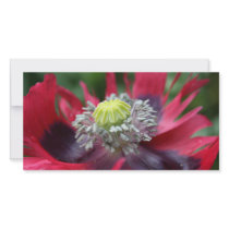 Poppy Photo Greeting Card