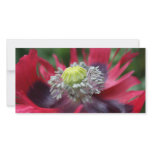 Poppy photo cards