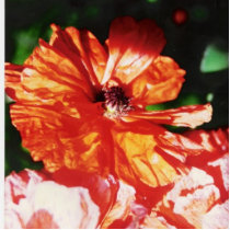 POPPY photo sculptures by VIKINGJIM POPPY photo sculptures
