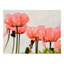 Poppy Picture postcards