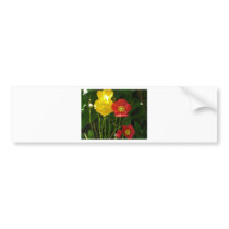 poppy,pink and yellow bumper stickers