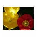 poppy,pink and yellow close up t-shirts by pinkypetals poppy,pink and yellow close up t-shirts