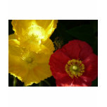 poppy,pink and yellow close up tee shirt