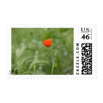 Poppy stamps